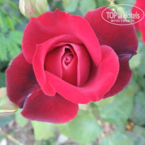 фото из отзыва ID 1961458