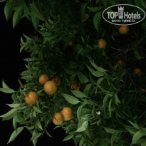 фото из отзыва ID 1961997