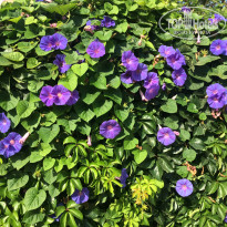 фото из отзыва ID 1961997