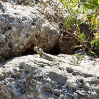 фото из отзыва ID 1964060