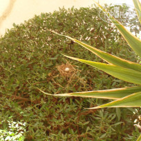 фото из отзыва ID 1965645