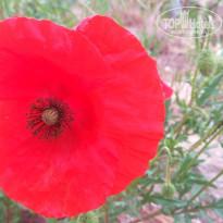 фото из отзыва ID 1966448