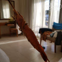 фото из отзыва ID 1966722