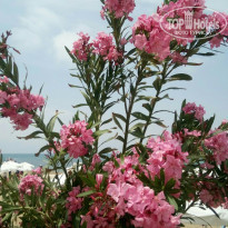 фото из отзыва ID 1967332