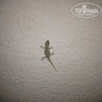 фото из отзыва ID 1967691