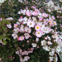 фото из отзыва ID 1967665