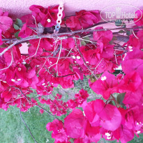 фото из отзыва ID 1969093