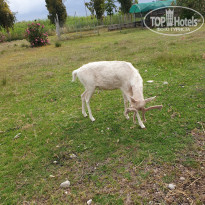 фото из отзыва ID 1969093