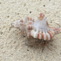 фото из отзыва ID 1969579