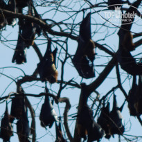 фото из отзыва ID 1970028