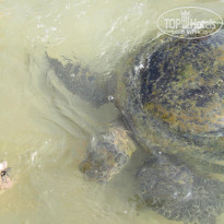 фото из отзыва ID 1970028