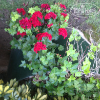 фото из отзыва ID 1970261