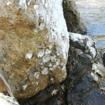 фото из отзыва ID 1970477