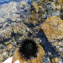 фото из отзыва ID 1970477