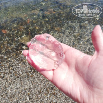 фото из отзыва ID 1970477