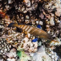 фото из отзыва ID 1970726