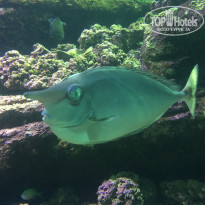 фото из отзыва ID 1971182