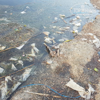 фото из отзыва ID 1971556