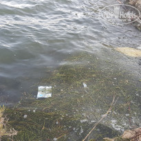 фото из отзыва ID 1971556