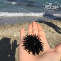 фото из отзыва ID 1972748