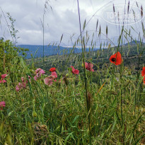 фото из отзыва ID 1972772