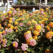 фото из отзыва ID 1972985