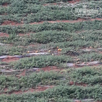 фото из отзыва ID 1972956