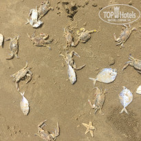 фото из отзыва ID 1974435