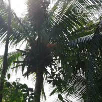 фото из отзыва ID 1975548