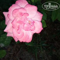 фото из отзыва ID 1976437