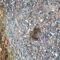 фото из отзыва ID 1977503