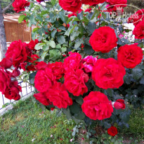 фото из отзыва ID 1977836