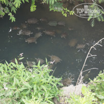 фото из отзыва ID 1977510