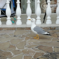 фото из отзыва ID 1978565