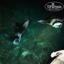 фото из отзыва ID 1978921