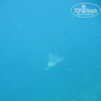 фото из отзыва ID 1978921