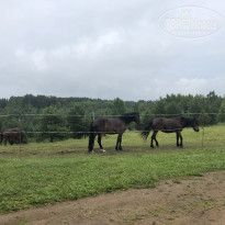 фото из отзыва ID 1979003