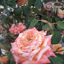 фото из отзыва ID 1979315