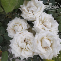 фото из отзыва ID 1979315