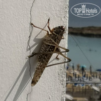 фото из отзыва ID 1976361