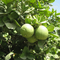 фото из отзыва ID 1980776