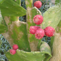 фото из отзыва ID 1980776