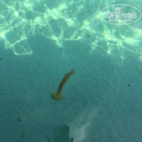 фото из отзыва ID 1981170