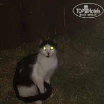 фото из отзыва ID 1982821