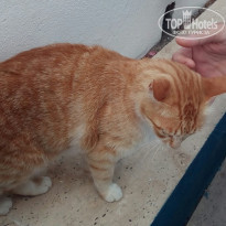 фото из отзыва ID 1983168