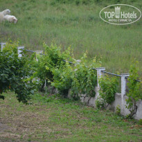 фото из отзыва ID 1985201