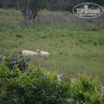 фото из отзыва ID 1985201