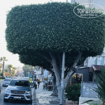 фото из отзыва ID 1985615