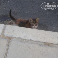 фото из отзыва ID 1985595