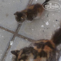 фото из отзыва ID 1985595